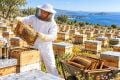 Arıcı Tulum Maske L Sedef