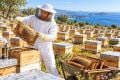Arıcı Tulum Maske M Sedef
